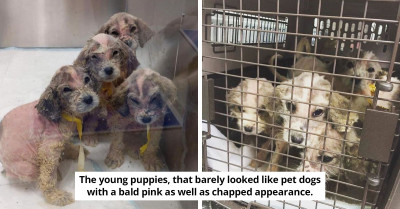 After Finding Six Bald Puppies Deserted In The Cold, Everyone Was Shocked To Discover They Are Great Pyrenees