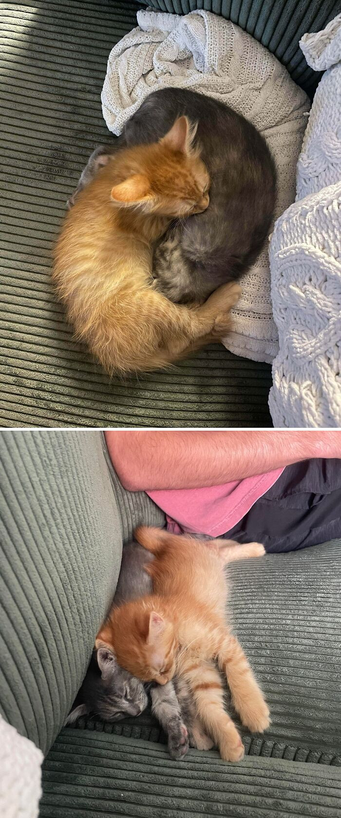 "Adopted A Pair Of Bonded Kittens"