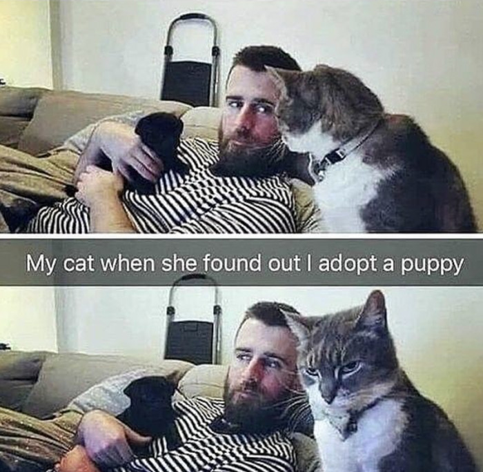 10. This cat is not very happy about the new family member.