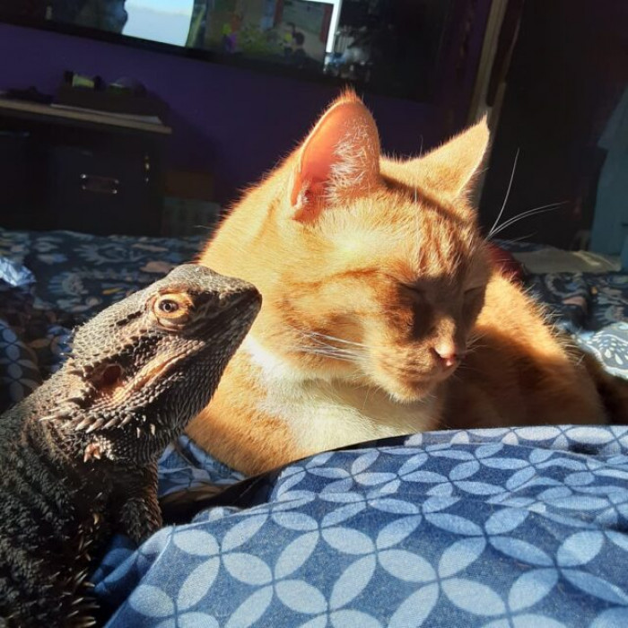 This dragon is proud to show his cat friend to everyone