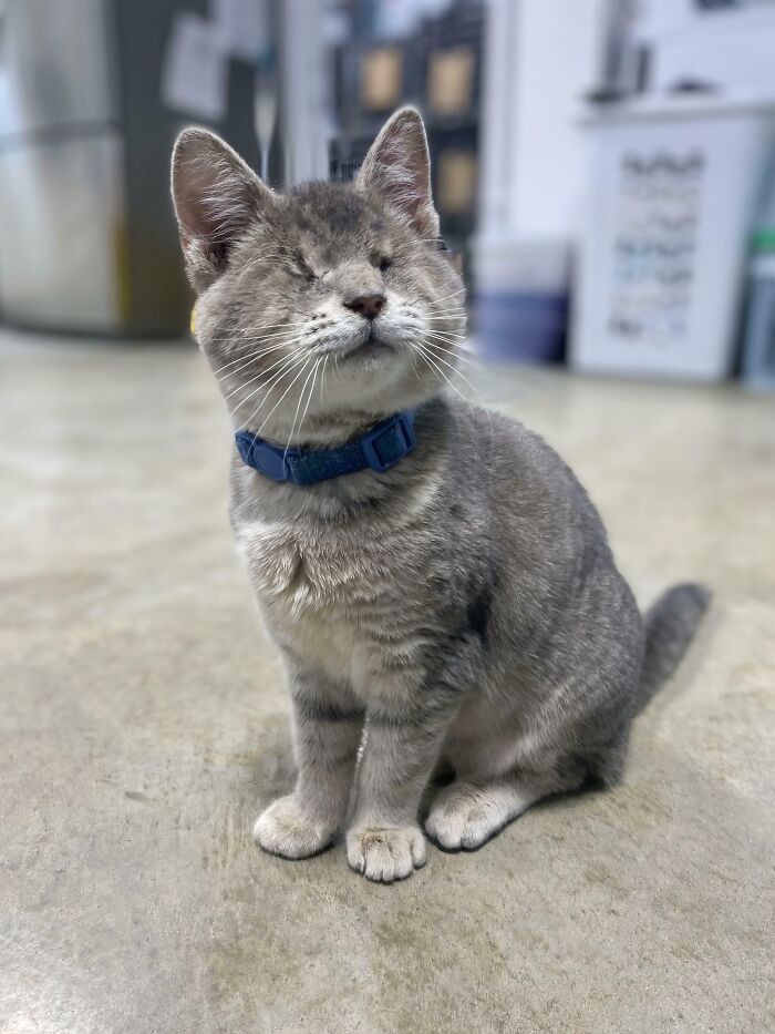 "Specks - A Kitty I Have In A Foster Under My Rescue. He Visited Work Today And Melted Everyone’s Hearts"