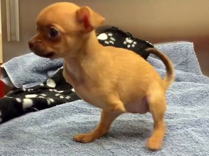 Daffodil was found in a cardboard box, thrown out after her owner saw that she was born with missing front legs. For days, she spent her time crying in the soggy cardboard box she was found in, on the streets of San Francisco.