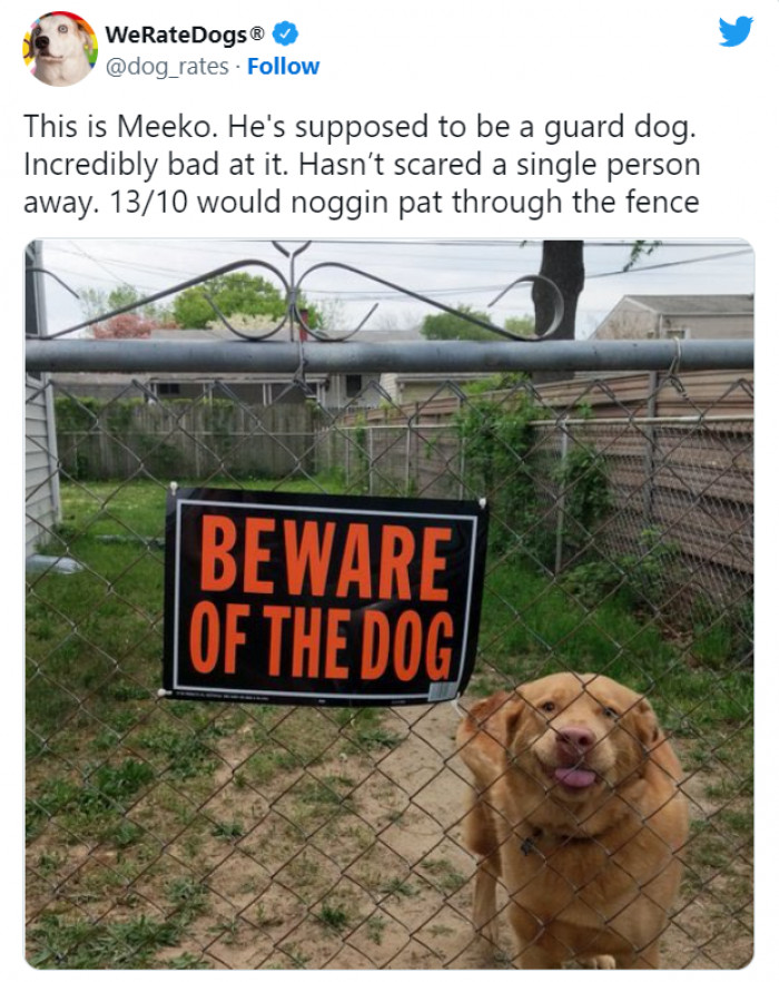 10. The doggo is so kind; he's not great at guard duty.