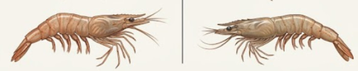Six differences between shrimp and prawns