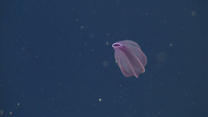 Abyssal Comb Jelly