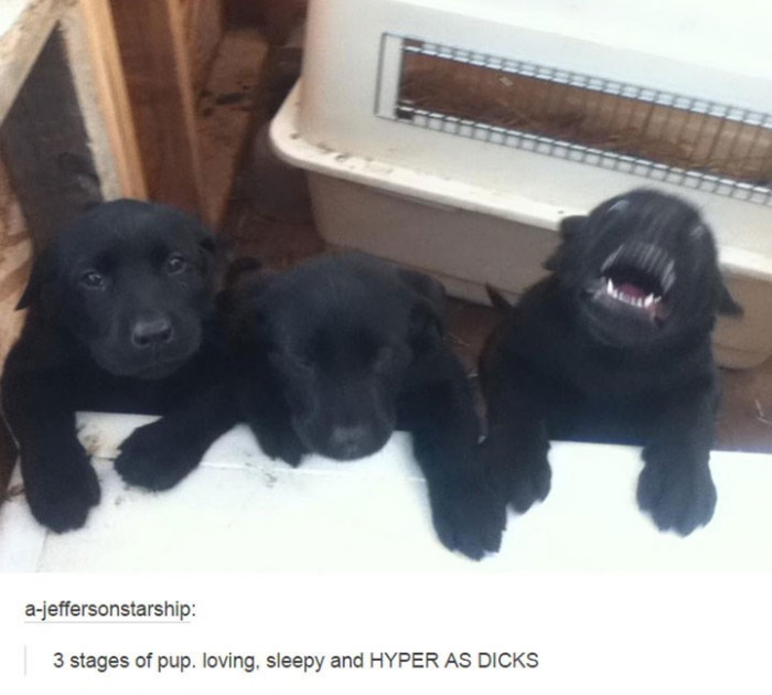 7. Wanna know the three stages of pups?