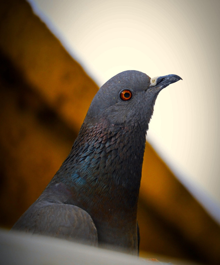Bird Facts Make More Sense With the Dinosaur Link