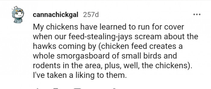 The chickens are running for cover