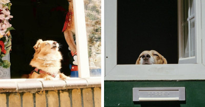Someone’s Photographing Dogs Looking Out Windows And It’s The Sweetest Thing Ever