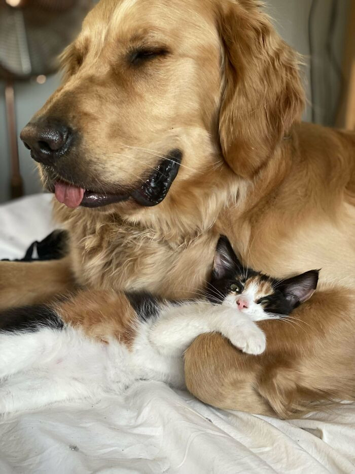 11. "Rescued A New Kitten... Pupper Approves"