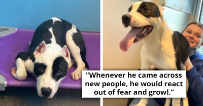 Shelter Dog Overjoyed Upon Reuniting With The Family He Believed He Had Lost Forever
