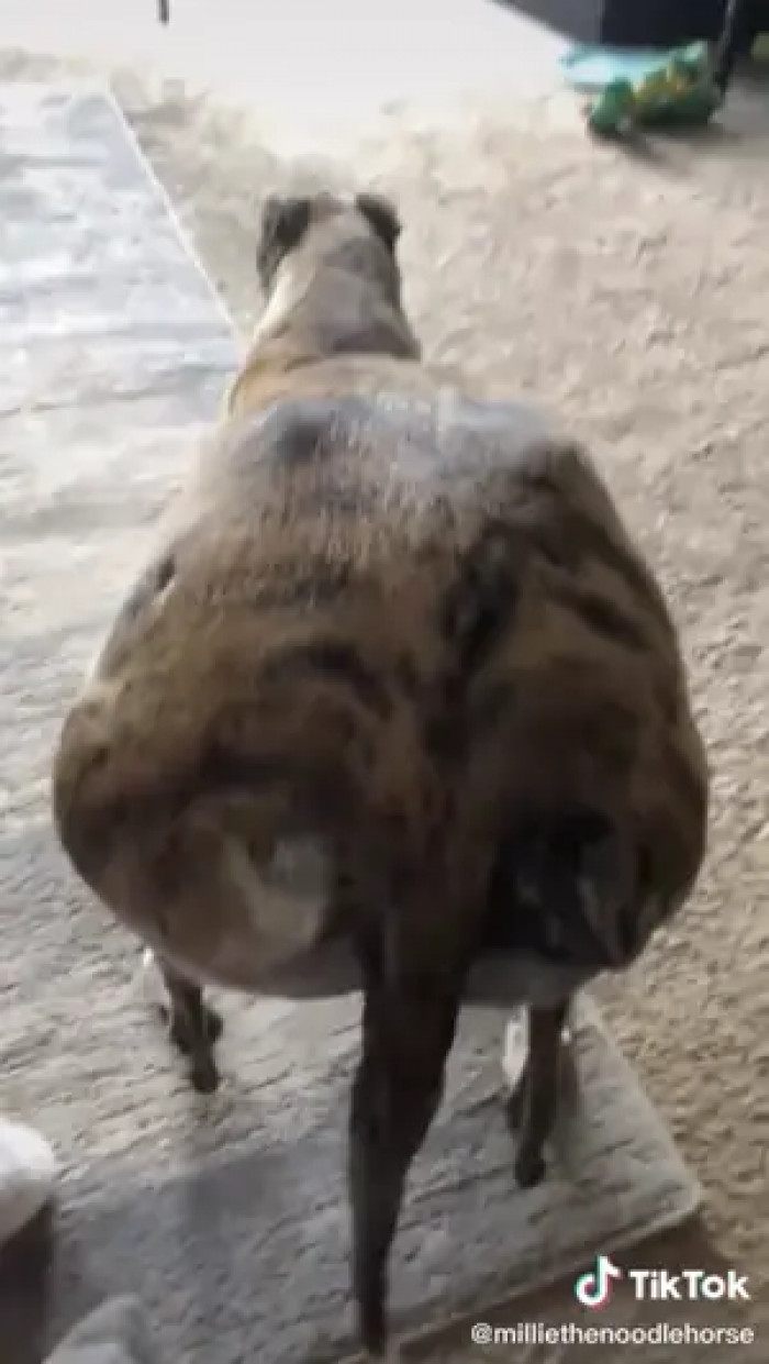 this is actually normal when they're play-fighting.