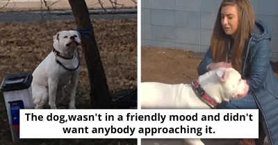Owner Abandons Dog in the Cold with Food and a Heart-Wrenching Note; Woman Finds and Rescues It with the Help of the Neighborhood