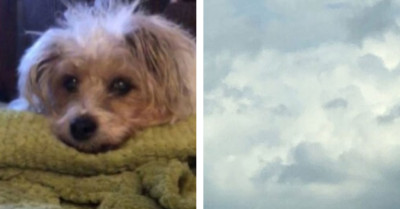 Grieving Lady Spots Her Dog's Face In The Cloud Hours After The Dog Crossed The Rainbow Bridge