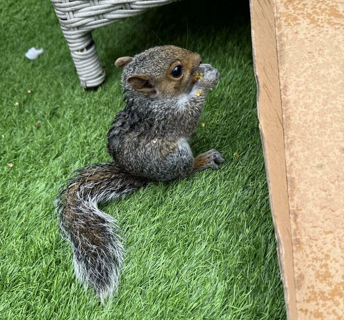 50. Does Anyone Know Roughly How Old This Baby Squirrel Is?