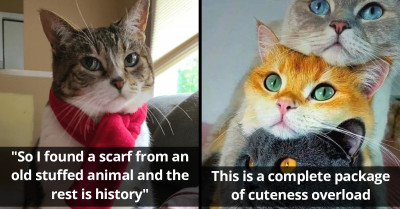 17 Adorable Pictures Of Incredible Cats That’ll Soothe Your Agitated Nerves
