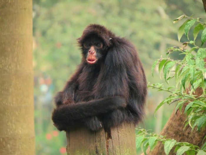 3) Peruvian Spider Monkey