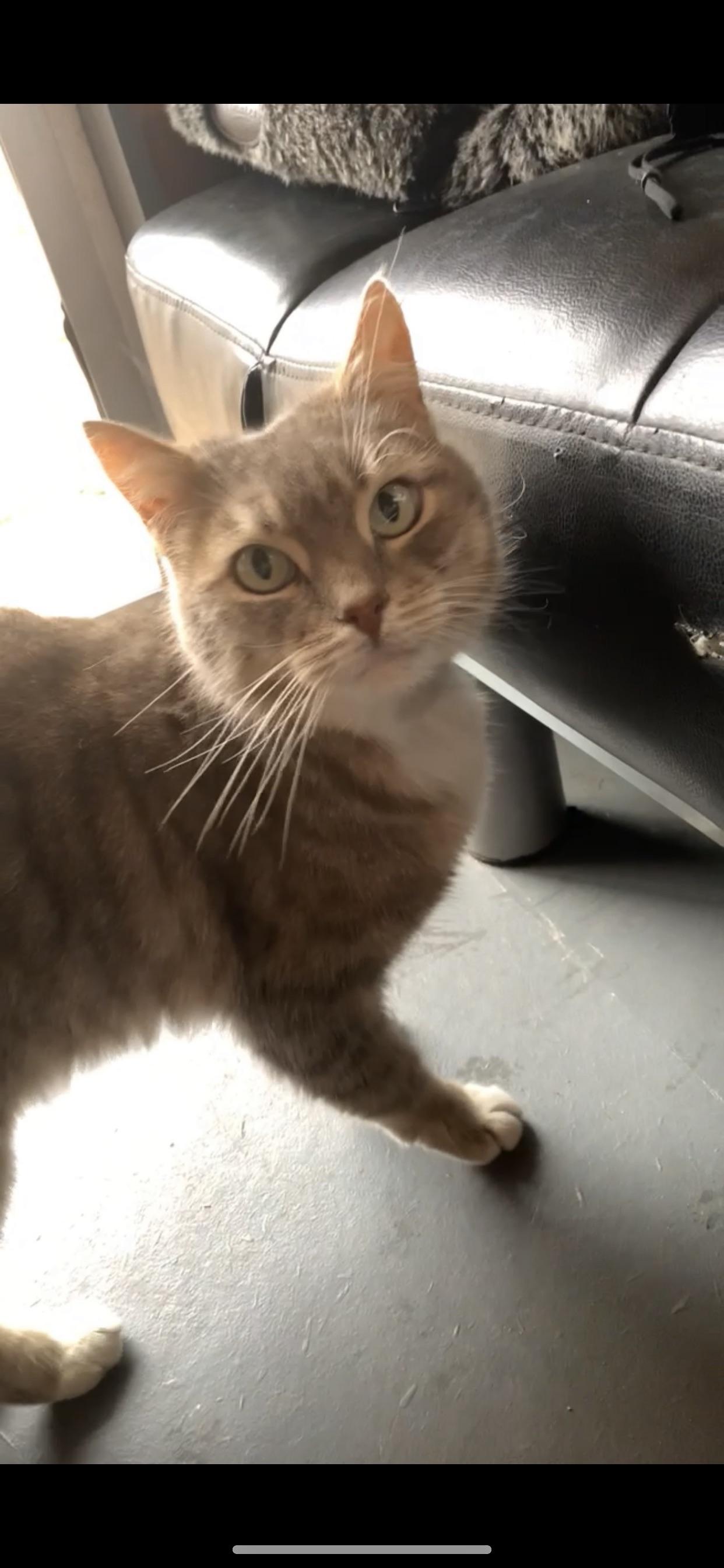 Here is OP's cat, Digglebum