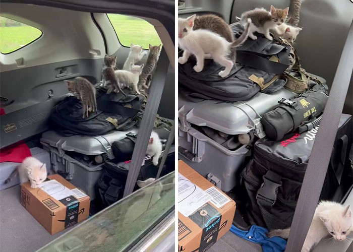 The thirteen kittens were all rescued by Robert that day, and they were all placed inside his Honda through a window since they kept leaping out of the door.