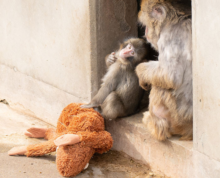 An adult macaque interacts with Punch as he continues holding his beloved stuffed animal