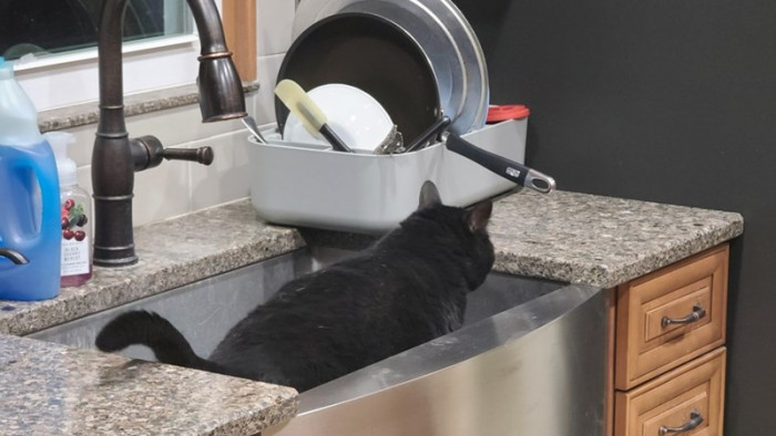 7. I'll stay right here so that hooman won't find me.