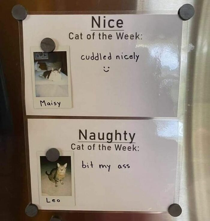 31. A nice and naughty cat board