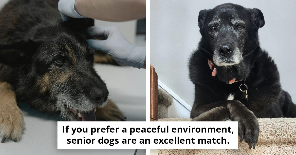 5 Things You Should Know Before Adopting a Senior Dog