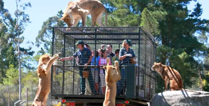This zoo opened in 2015, and during its debut, it sold out for three months afterward.