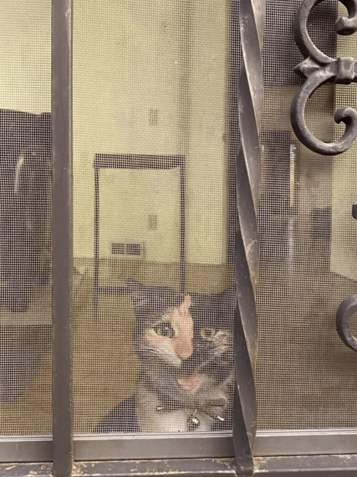 "Strelka hates when we sit on the patio"