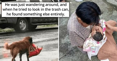 Homeless Dog Unexpectedly Saves An Infant and Gets a Lifeguard Collar
