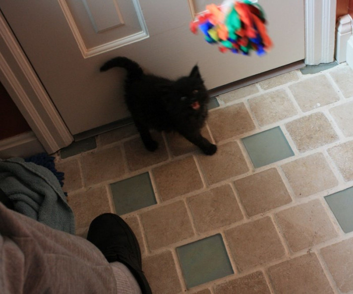 He wants to leap fiercely at the attacking cloth ball