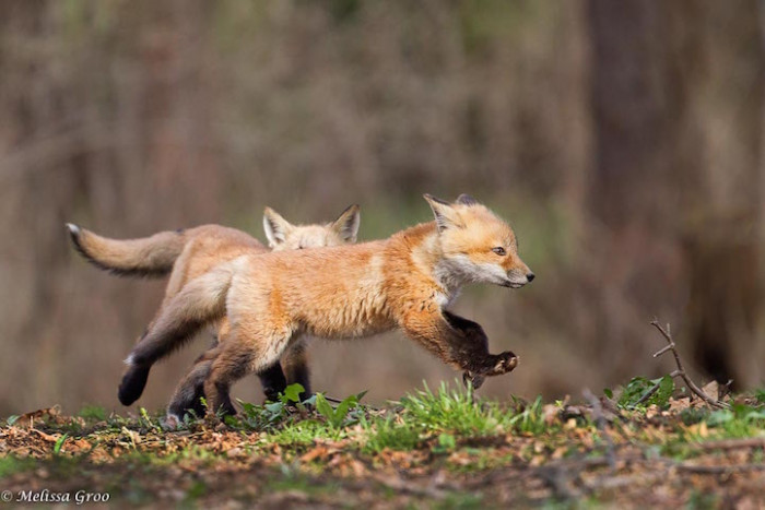 The average lifespan of a red fox in the wild is only one-and-a-half to two years