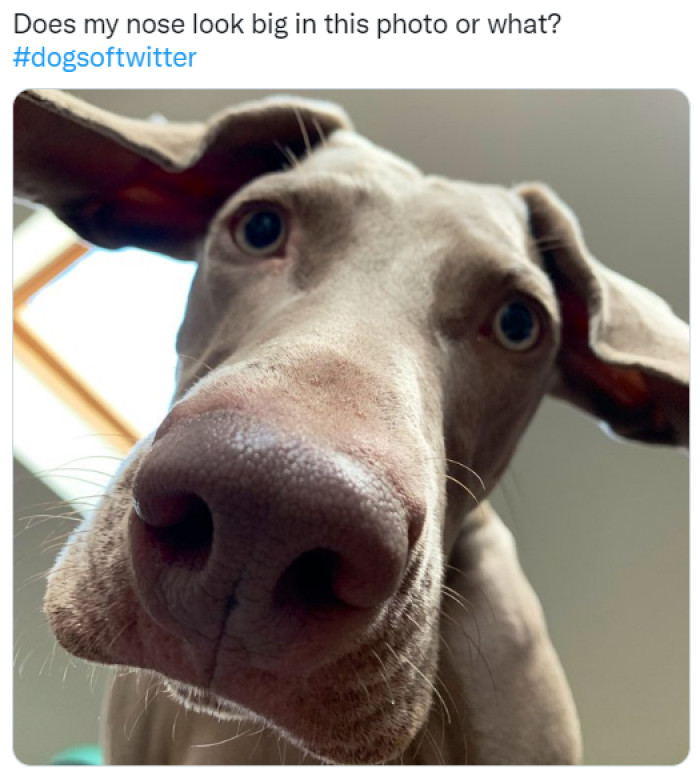 9. Adorable snout. And yes, it does.