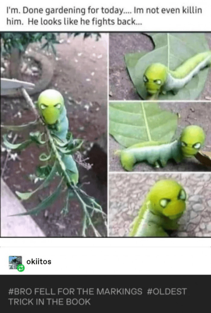 12. It does look like it can give a hell of a fight...