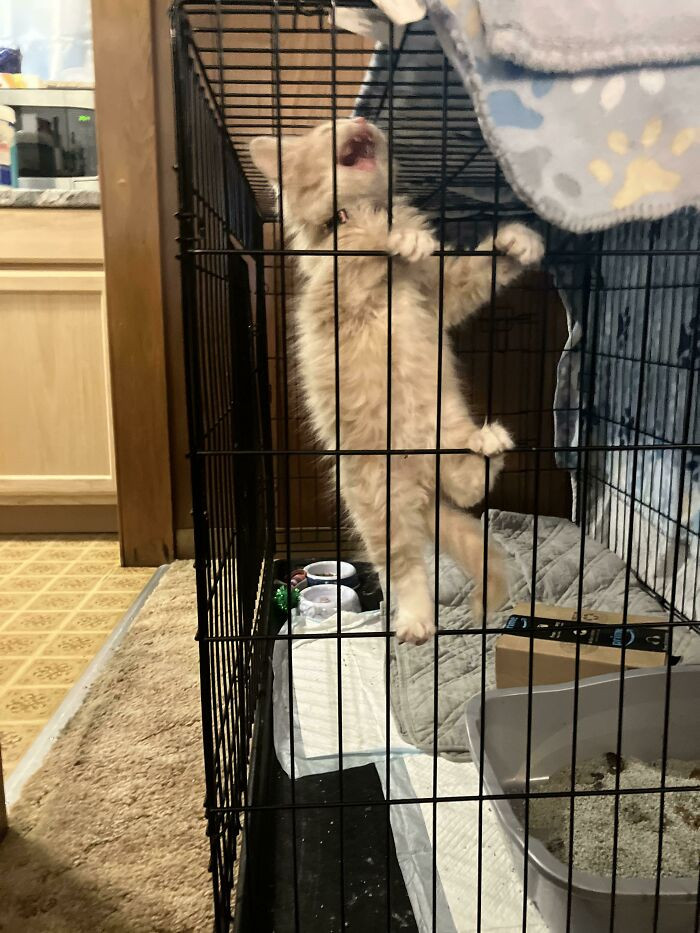 11. Desperate cat screaming for her freedom