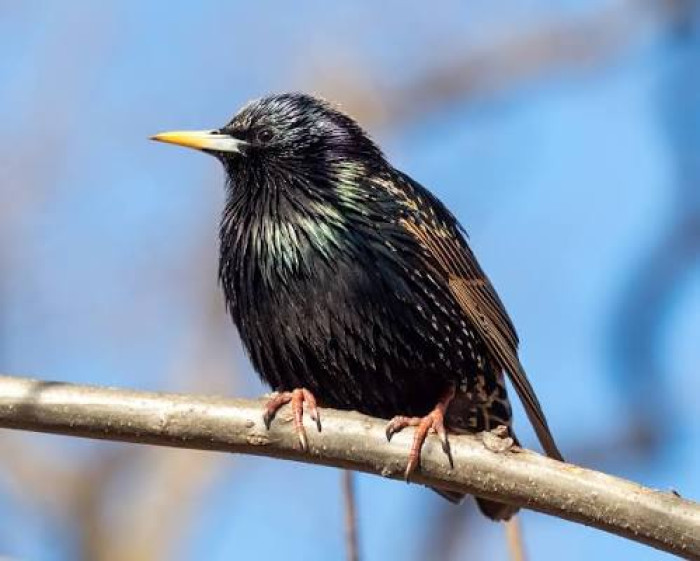12. European starling
