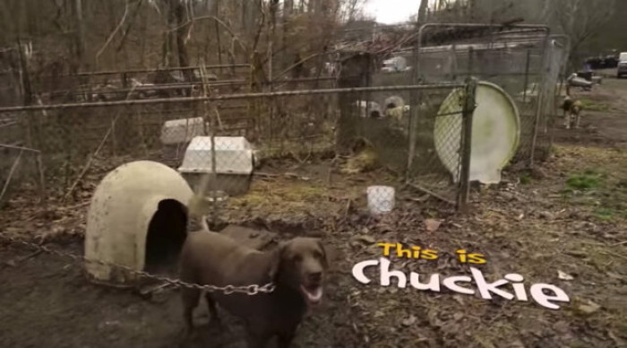 There is no better sensation than seeing a missing pet reunited with its owners