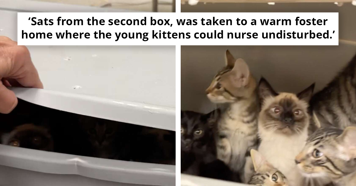 Woman Ditched Two Boxes In Man's Yard, He Found 40 Eyes Begging Him To Save Them