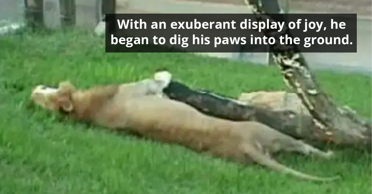 Circus Lion Touches Grass For The First Time In 13 Years