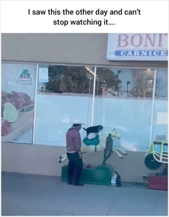 26. Dogs are allowed to have fun too