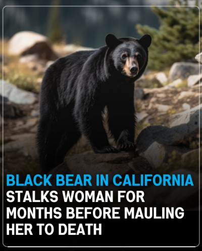 A Tragic Confrontation with the Wild: Nature’s Unyielding Force