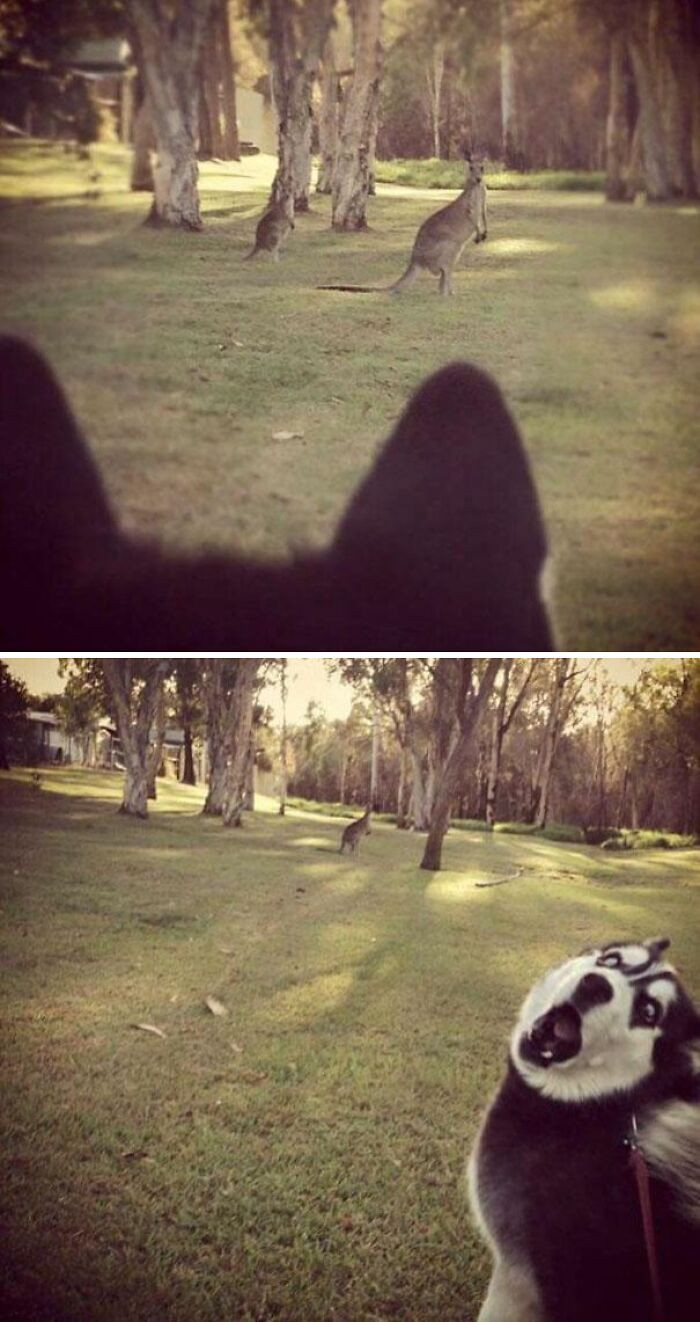 "First Time Seeing A Kangaroo"