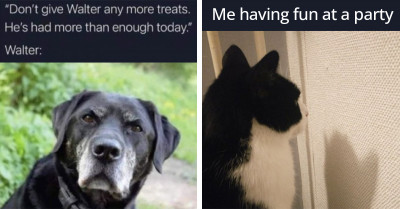 20 Funny Posts Showcasing The Unique And Amazing Talents Of Cats And Dogs