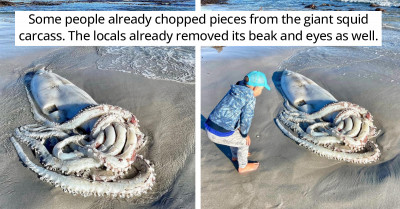 Giant Squid Washed Ashore in South Africa, Impressing Beachgoers with a Rare Sight