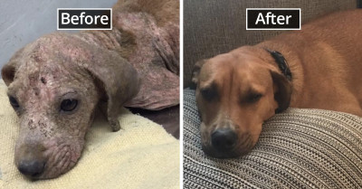 Sweet Photos Of 18 Pets Before And After Their Adoption