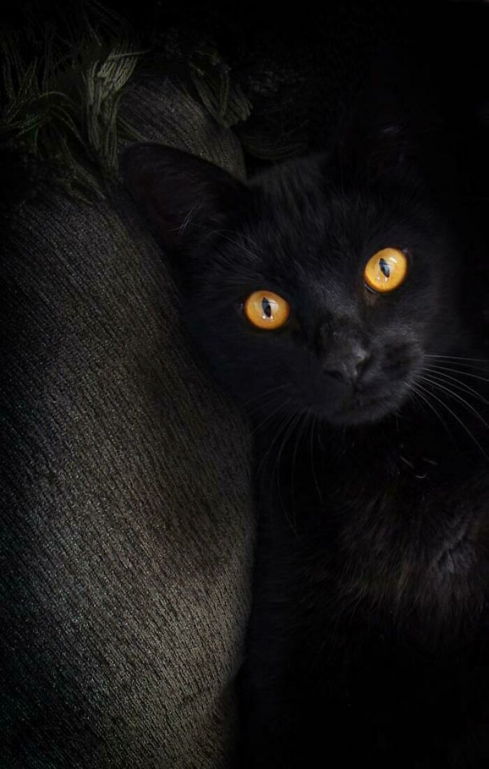 17. My Mother’s Kitty Used To Prop Himself Up Against The Couch Pillow For Belly Rubs. He Was A Patient Kitty