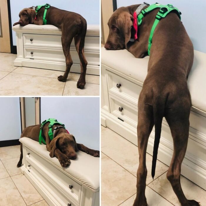 "Having To Go To The Vet Calls For The Most Dramatic Poses. Gunther Has Them Perfected!"