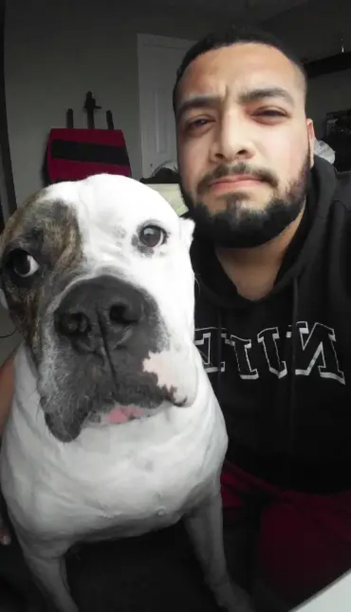 6. Seen bulldogs that are really softies?