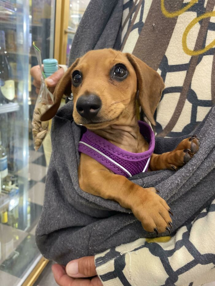 "Ripper, A Mini Doxie I Met At The Liquor Store"