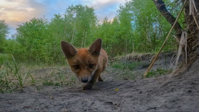 A curious baby fox comes to check out this strange new thing in the hood. And it was a GoPro cam.